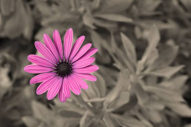 istock Pink daisy with black and white background 1146235880