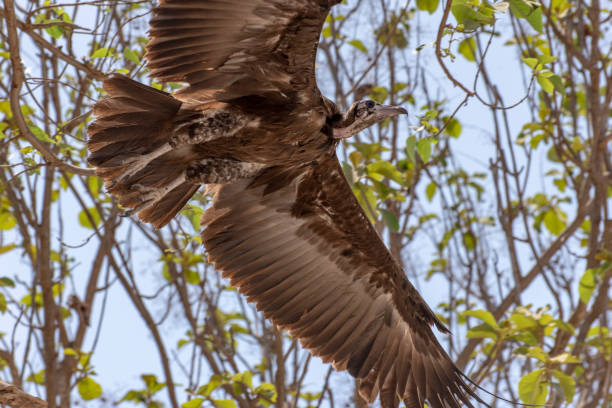istock Lappet-faced vulture (Torgos tracheliotus) ,Gambia - West Africa 1146236161