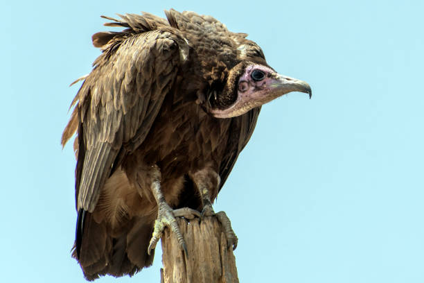 istock Lappet-faced vulture (Torgos tracheliotus) ,Gambia - West Africa 1146236478