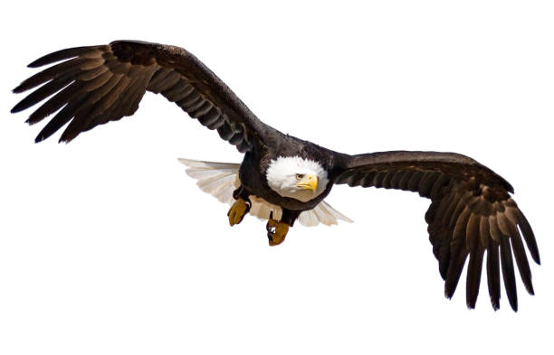 flying bald eagle isolated on white background - bald eagle imagens e fotografias de stock