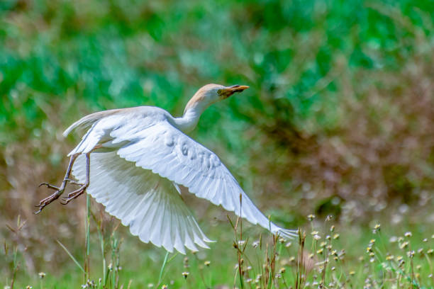 istock Portrait of great white egret egretta alba in flight 1146237496