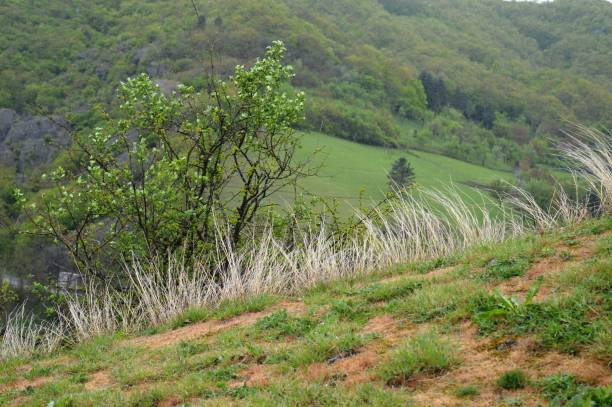 istock spring landscape in front of the rain 1146237753