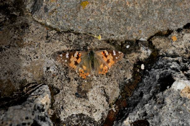 istock one butterfly on the wall 1146238674