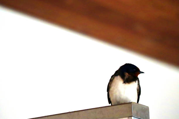 istock A swallow of a child still unable to fly 1146238708