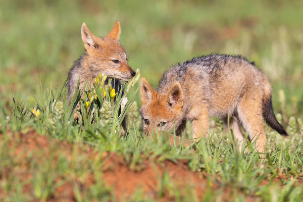 istock Two Black Backed Jackal puppies play in short green grass to develop their skills 1146239913
