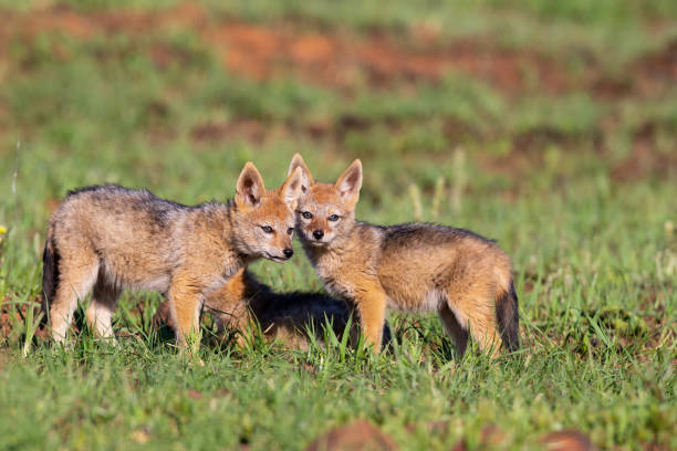 istock Three Black Backed Jackal puppies play in short green grass to develop their skills 1146239919