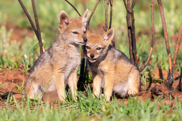 istock Two Black Backed Jackal puppies play in short green grass to develop their skills 1146239924