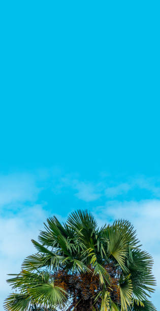 istock Coconut palm tree with blue sky and clouds, vertical banner with text space. 1146241326