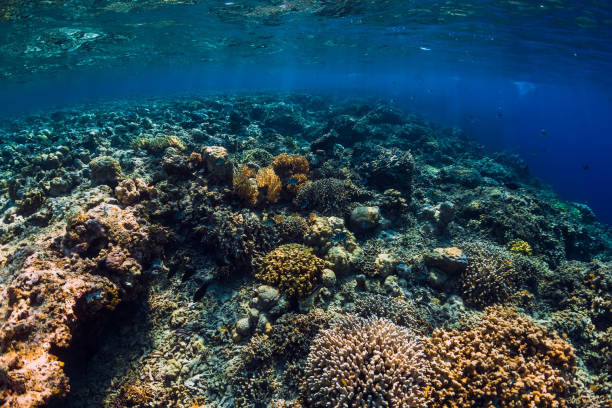 istock Corals and tropical fish in underwater blue ocean 1146241366