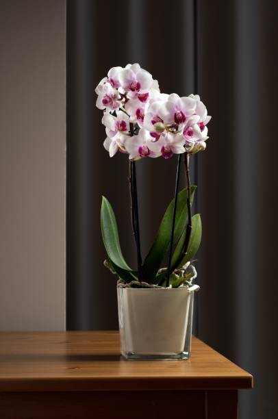 istock White orchid in the interior 1146241500