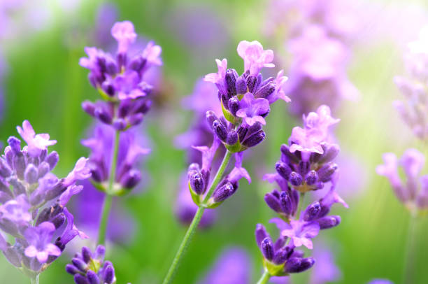 Lavandula angustifolia or lavender stock photo