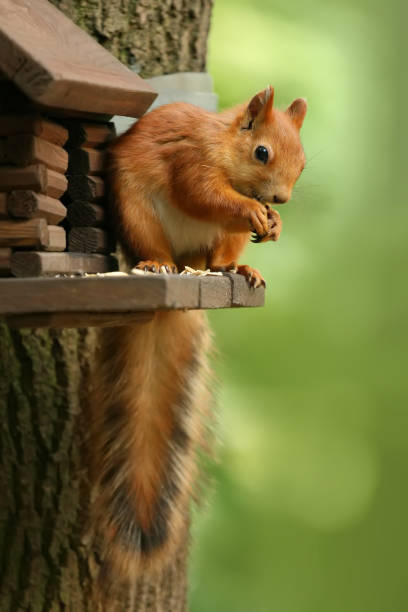 istock red squirrel sits on a tree, near a wooden house 1146241781