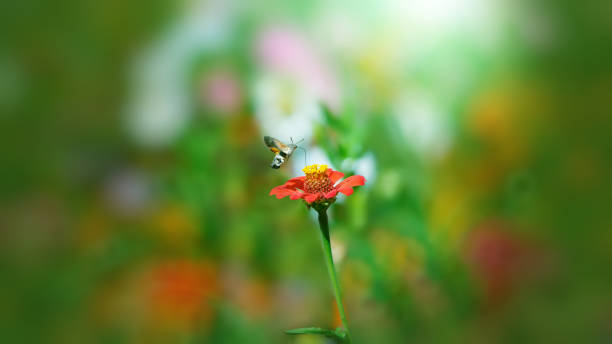istock beautiful butterfly flying over a flower, closeup. Spring. Nature. 1146241786