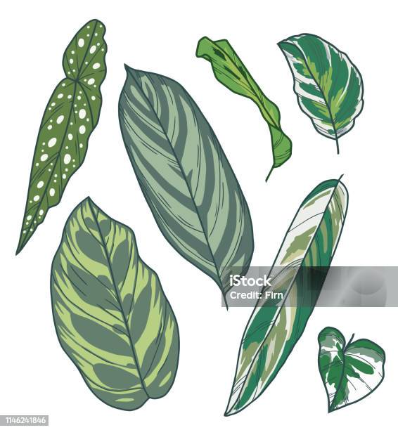 Drawn Vector Art Collection With Different Exotic Houseplant Leaves Like Monstera Calathea Or Anthurium Stock Illustration - Download Image Now