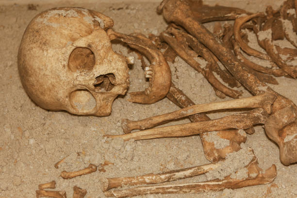 istock Skeleton with the skull of an ancient man. 1146242522