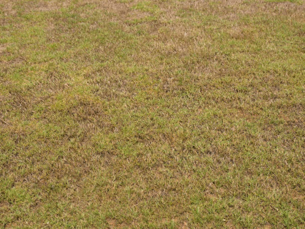 istock Background from green and brown grass, Kerala, Kochin 1146242858
