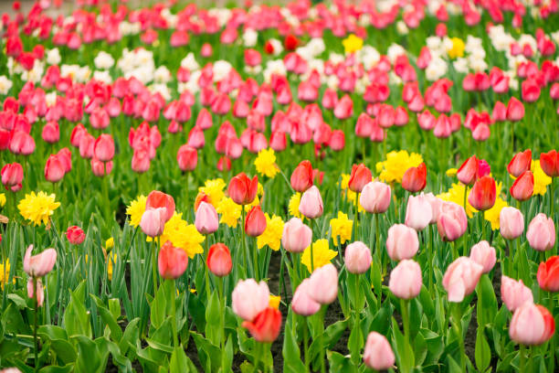 istock many fresh tulip flowers 1146243899