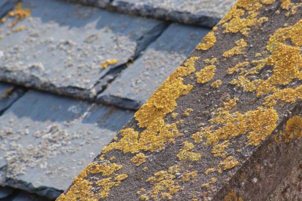 istock Close up of slate roof 1146243942