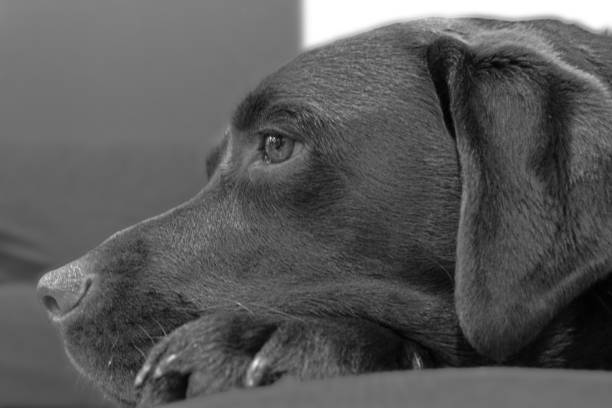 istock chocolate labrador face side profile in black and white 1146243981