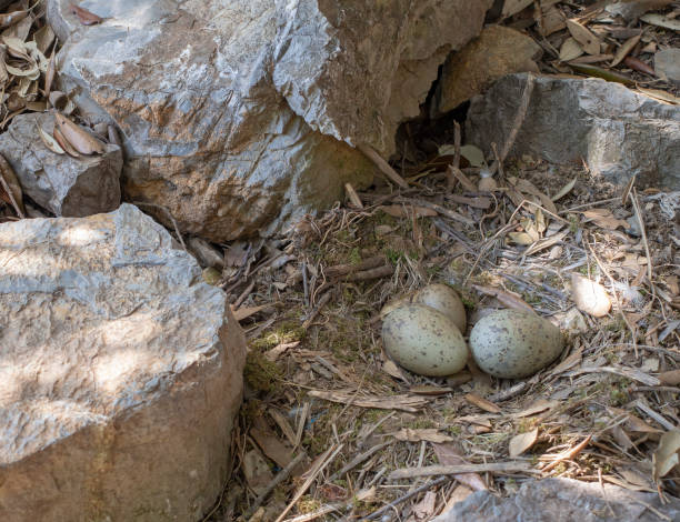 istock Unwise nesting site for this herring gull, Larus argentatus, bird nest. Next to busy path. With eggs. 1146245234