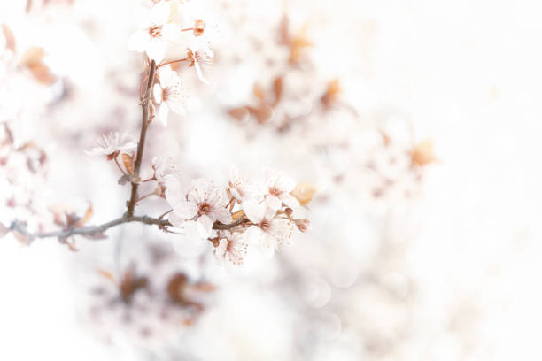Spring scene of pink white cherry flowers.
