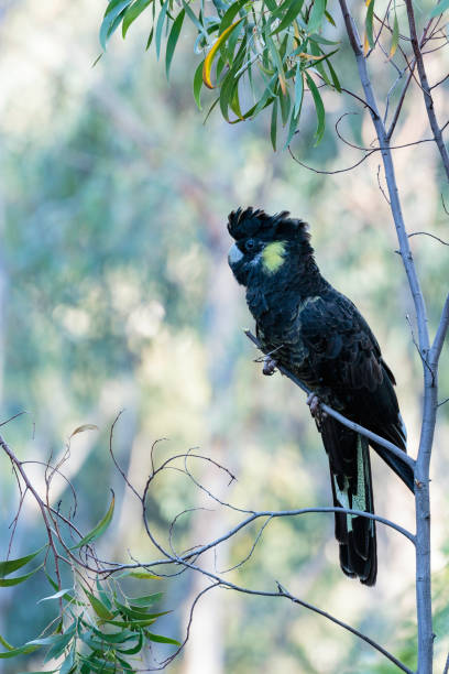 istock A Yellow-tailed Black Cockatoo calling 1146247944