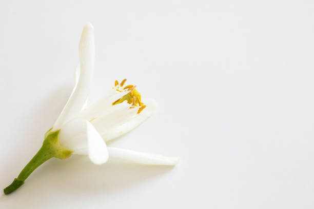 Only one orange tree flower isolated on white background; close up view