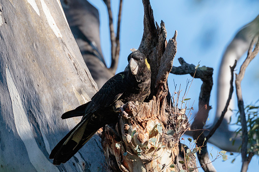 A group of Yellow-tailed Black Cockatoos eating and calling at Red Hill Nature Reserve, Australia on a morning in April 2019