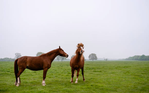 Chestnut horses enjoy open pasture in spring, Beverley, Yorkshire, UK.