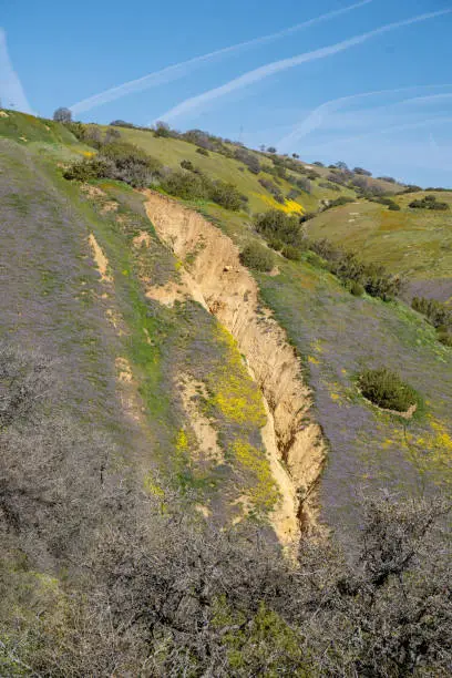 View of the San Andreas Fault along Highway 58 in California, at Carrizo Plain National Monument. Wildflowers in purple and yellow during super bloom