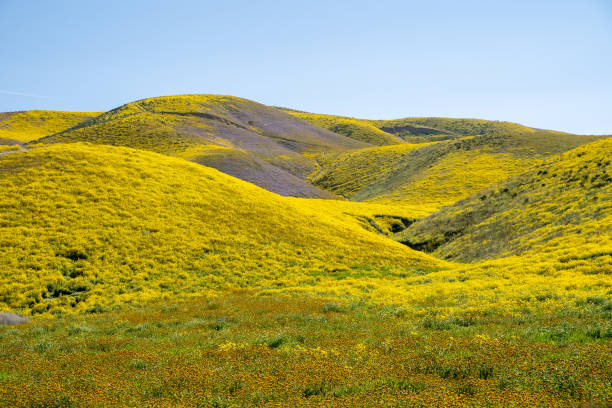 istock Carrizo Plain National Monument covered in wildflowers during a California spring superbloom 1146249538