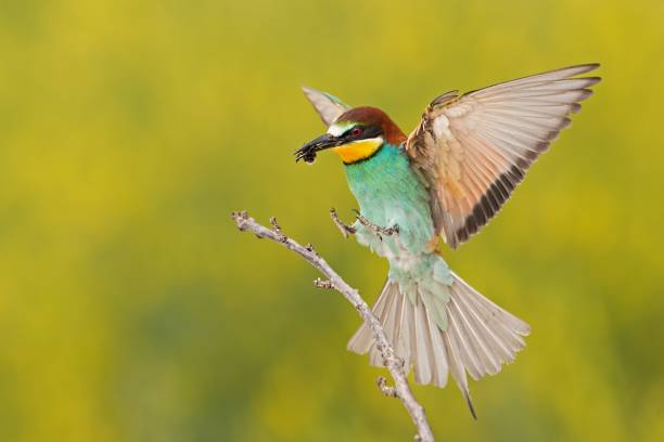 istock Bee-eater landing on a twig with bee in beak 1146250638
