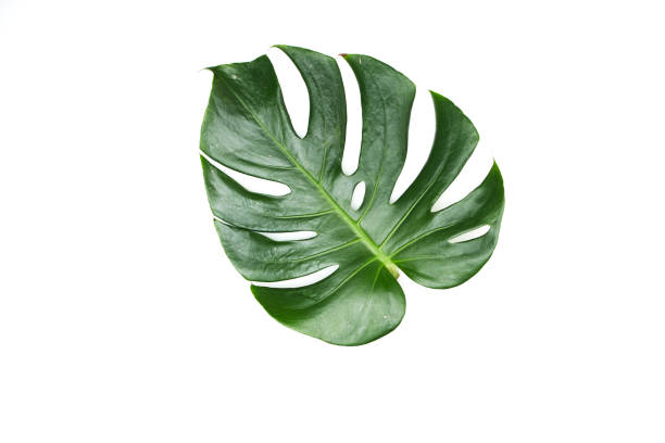 istock Monstera leaves White background, A green leaf 1146251491