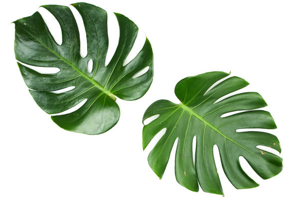 istock Monstera leaves White background, A green leaf 1146251507
