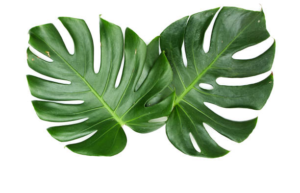 istock Monstera leaves White background, A green leaf 1146251510