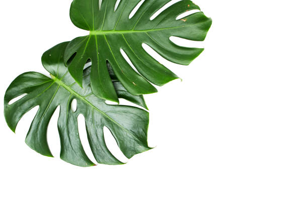 istock Monstera leaves White background, A green leaf 1146251518
