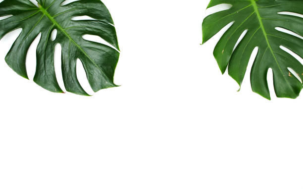 istock Monstera leaves White background, A green leaf 1146251519