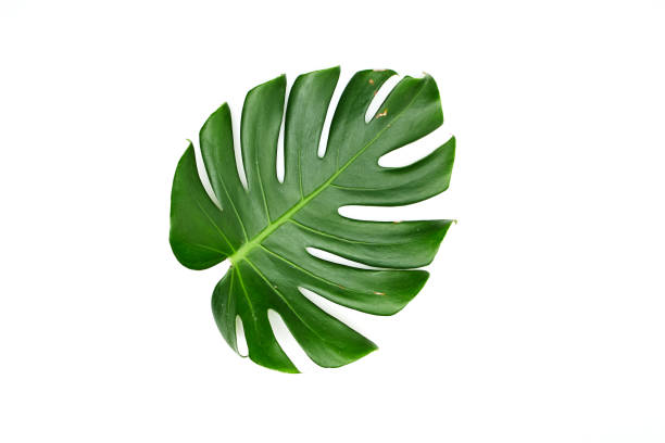 istock Monstera leaves White background, A green leaf 1146251522
