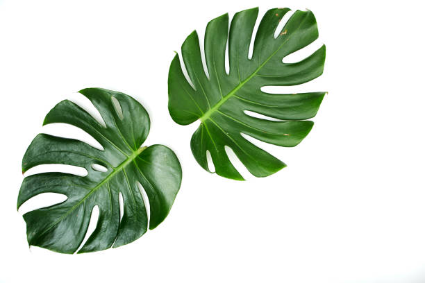istock Monstera leaves White background, A green leaf 1146251530