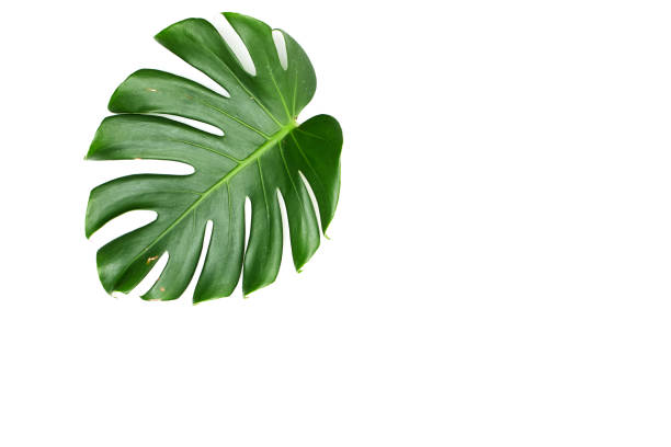 istock Monstera leaves White background, A green leaf 1146251532