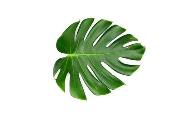 istock Monstera leaves White background, A green leaf 1146251533