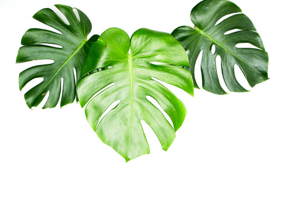 istock Monstera leaves White background, A green leaf 1146251548