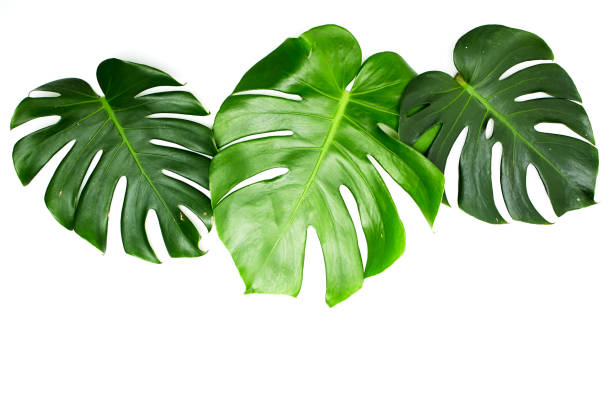 istock Monstera leaves White background, A green leaf 1146251552