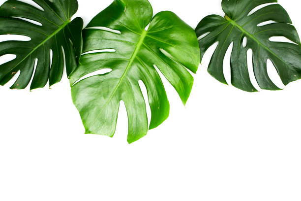 istock Monstera leaves White background, A green leaf 1146251553