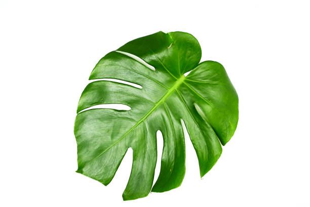 istock Monstera leaves White background, A green leaf 1146251563