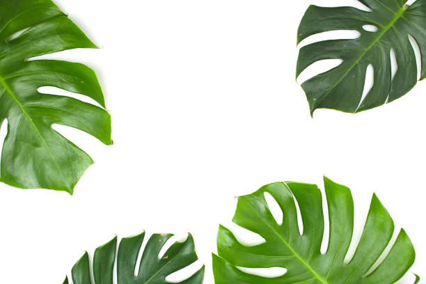 istock Monstera leaves White background, A green leaf 1146251579