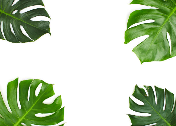 istock Monstera leaves White background, A green leaf 1146251594