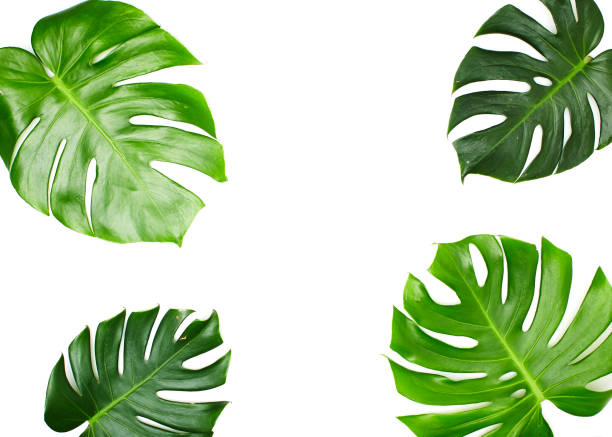 istock Monstera leaves White background, A green leaf 1146251595