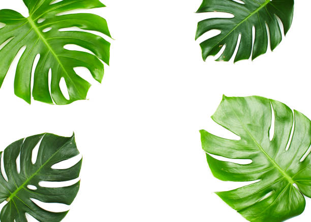 istock Monstera leaves White background, A green leaf 1146251596
