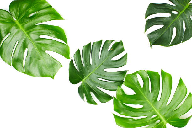 istock Monstera leaves White background, A green leaf 1146251598